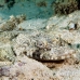 crocodilefish_flathead_nus_h_0705_png1751.jpg